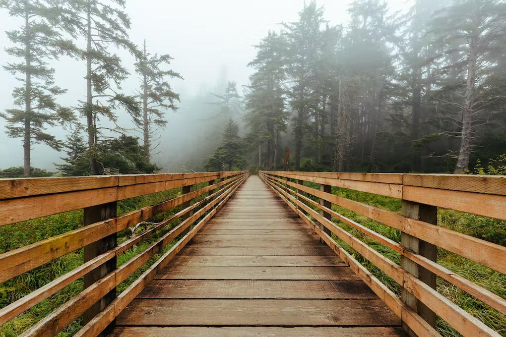 Camino de madera en un bosque templado